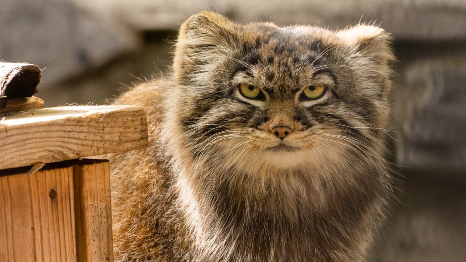 Кот Манул