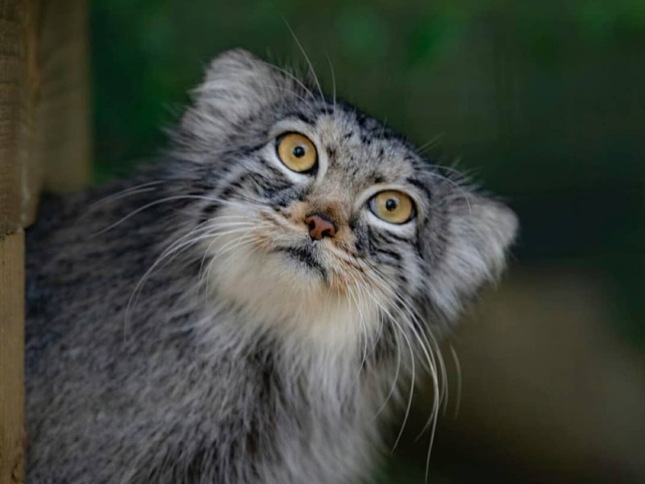 Недовольная кошка Манул