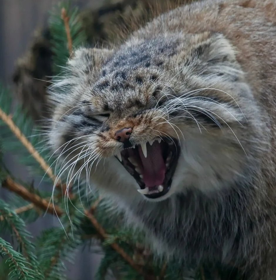 Дикий Лесной кот Манул