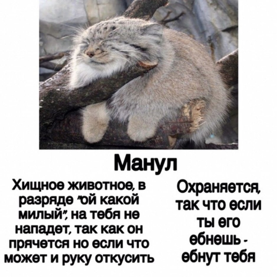 Манул мемы