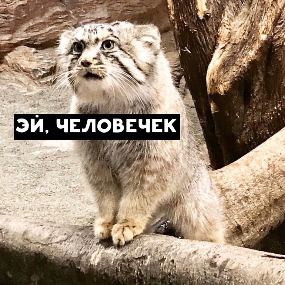 Камышовый кот Манул