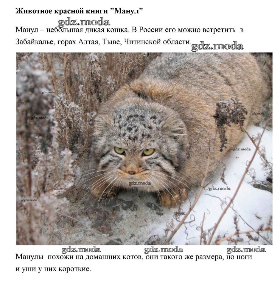 Манул эмоции