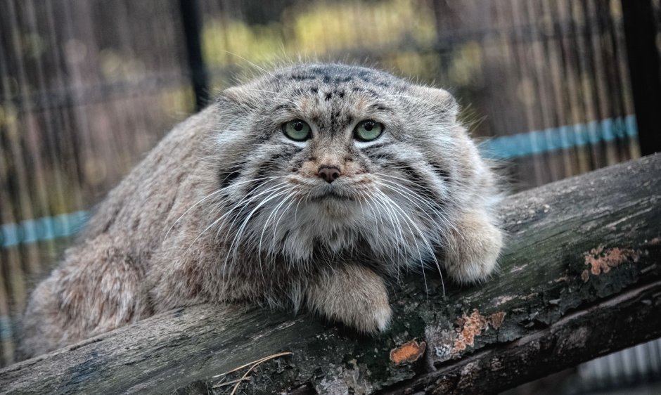Саяно-Шушенский заповедник животные Манул