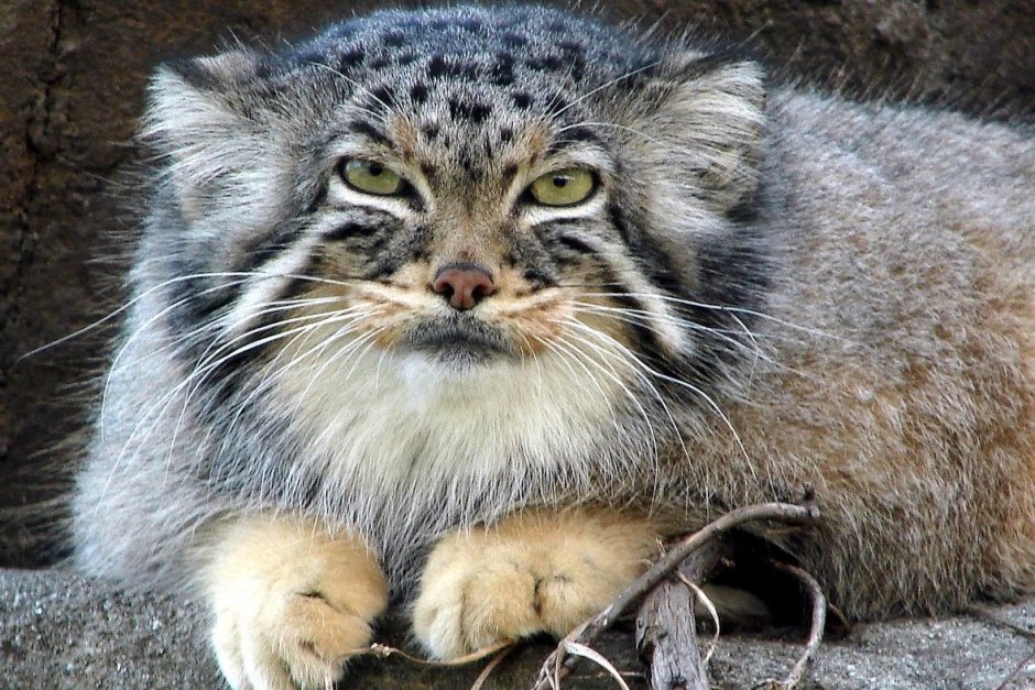 Кот Манул