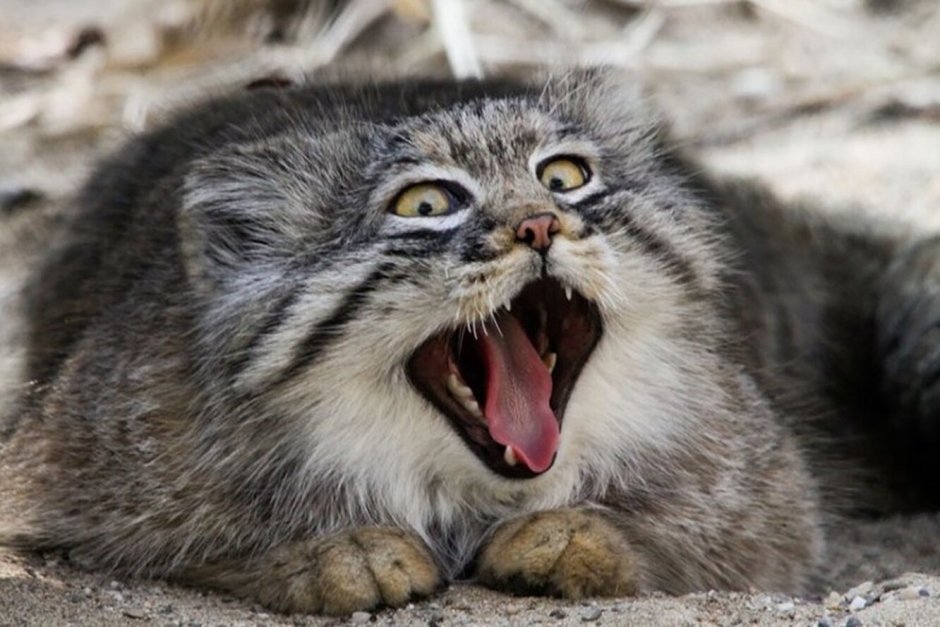 Кот Манул