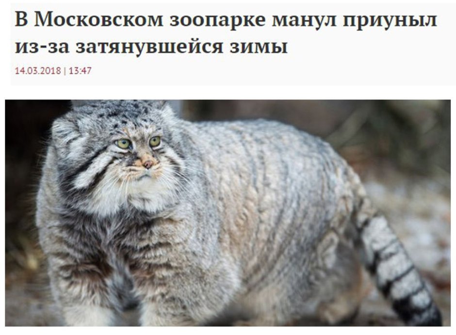 Манул на руках