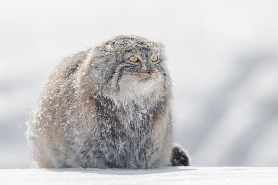 Кот Манул зимой