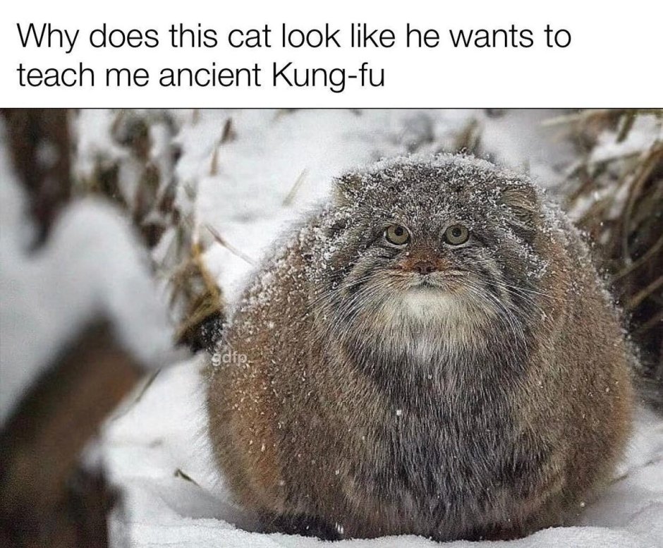 Горный кот Манул