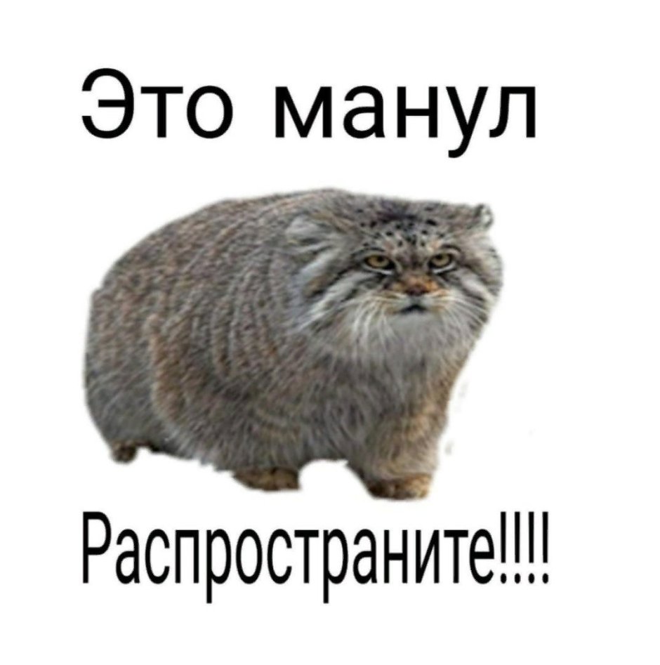 Кот Манул мемы