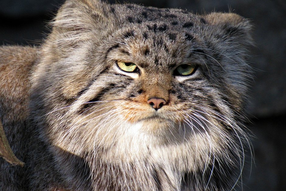 3 Манула