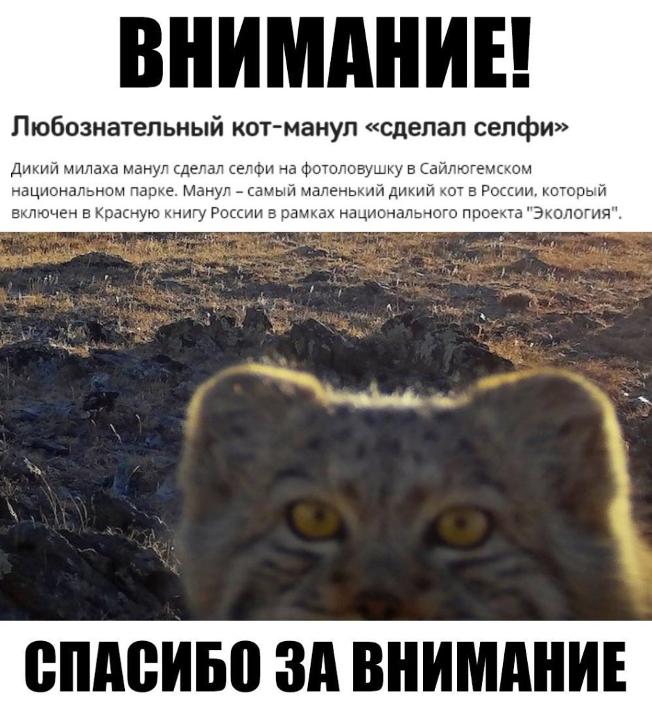 Любознательный кот
