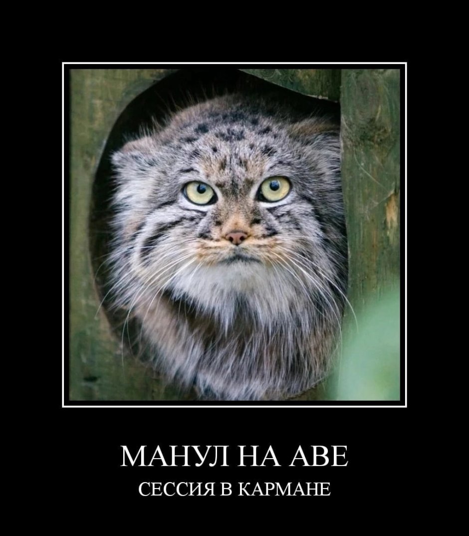 Кот Манул злой