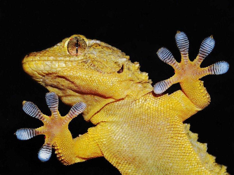 Фельзума Стандинга Phelsuma standingi