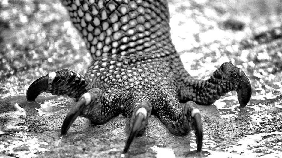 Летающий дракон (Draco volans)