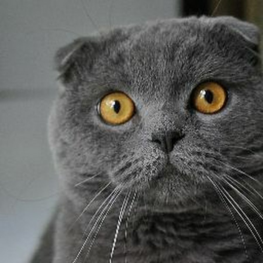 Американская вислоухая кошка
