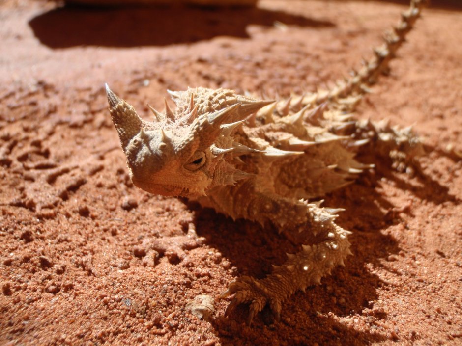Cordylus mossambicus