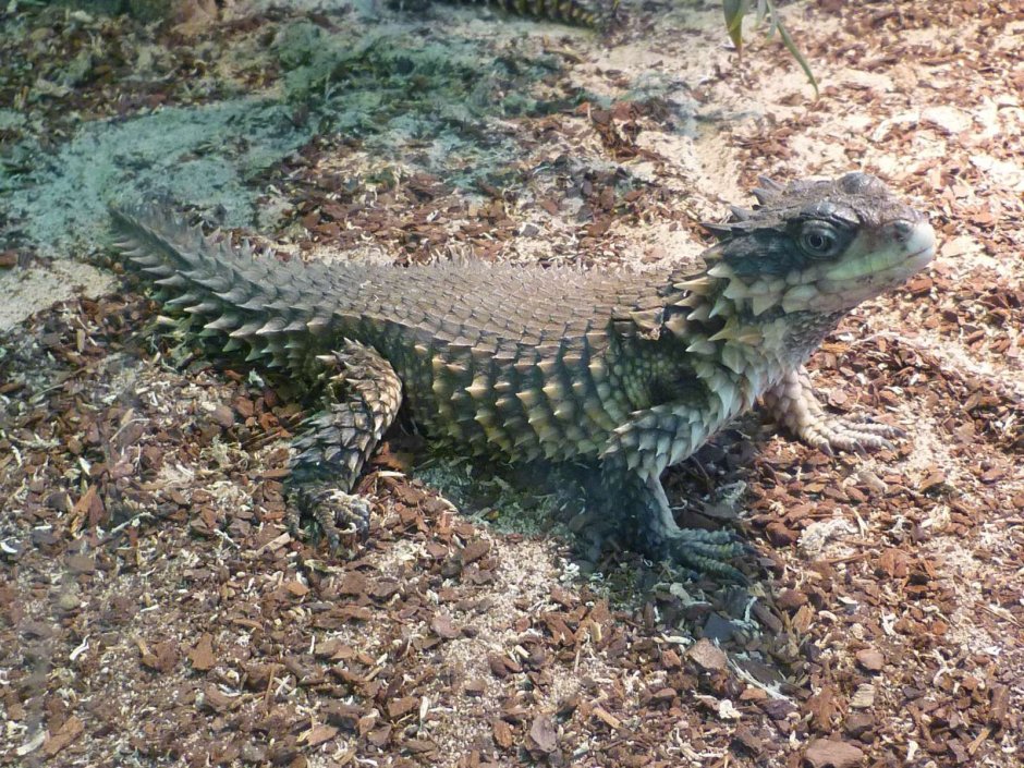 Cordylus Cordylus