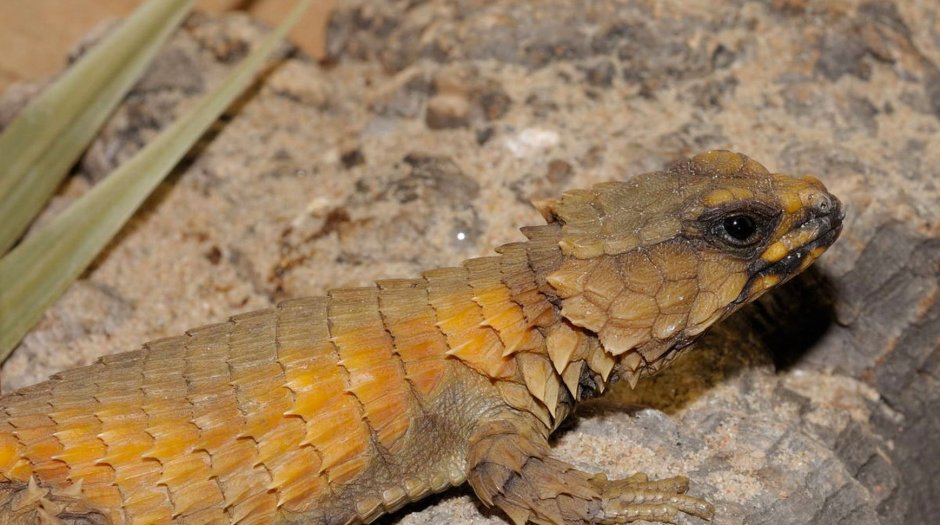 Bearded Dragon Lizard