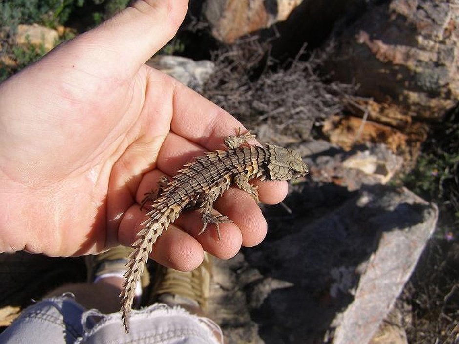 Armadillo girdled Lizard