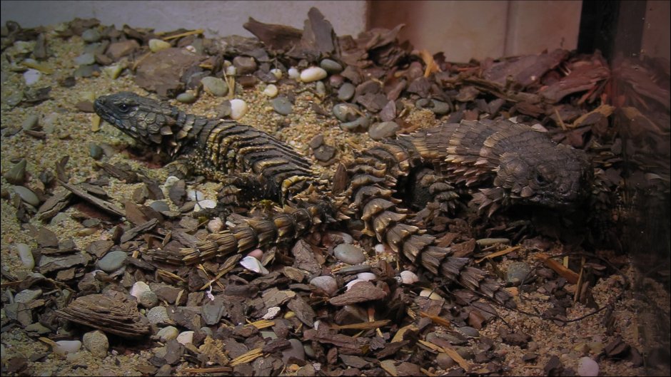 Ouroborus cataphractus