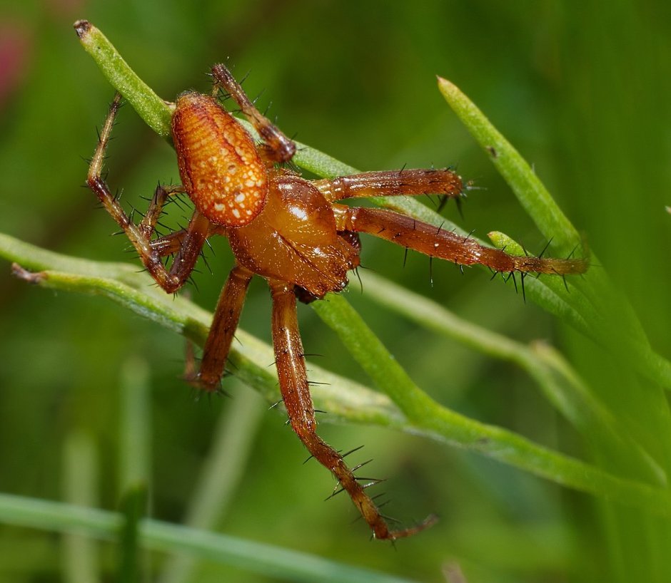 Araneus alsine - крестовик зябкий