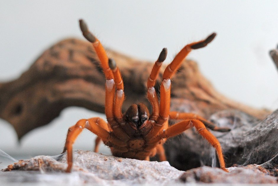 Selenobrachys philippinus