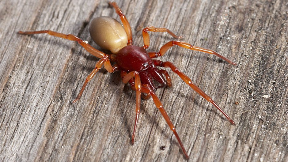Woodlouse Spider