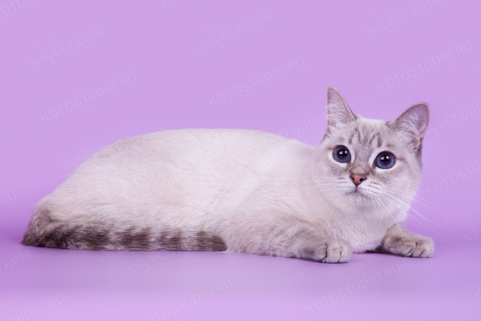Тайская кошка бурый Пойнт