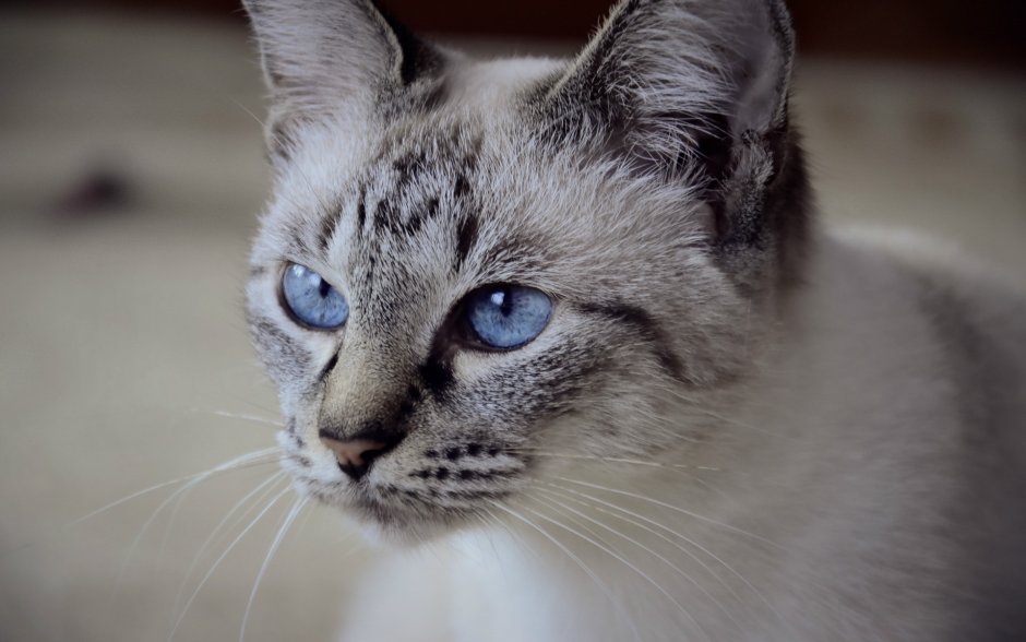 Полинезийская кошка