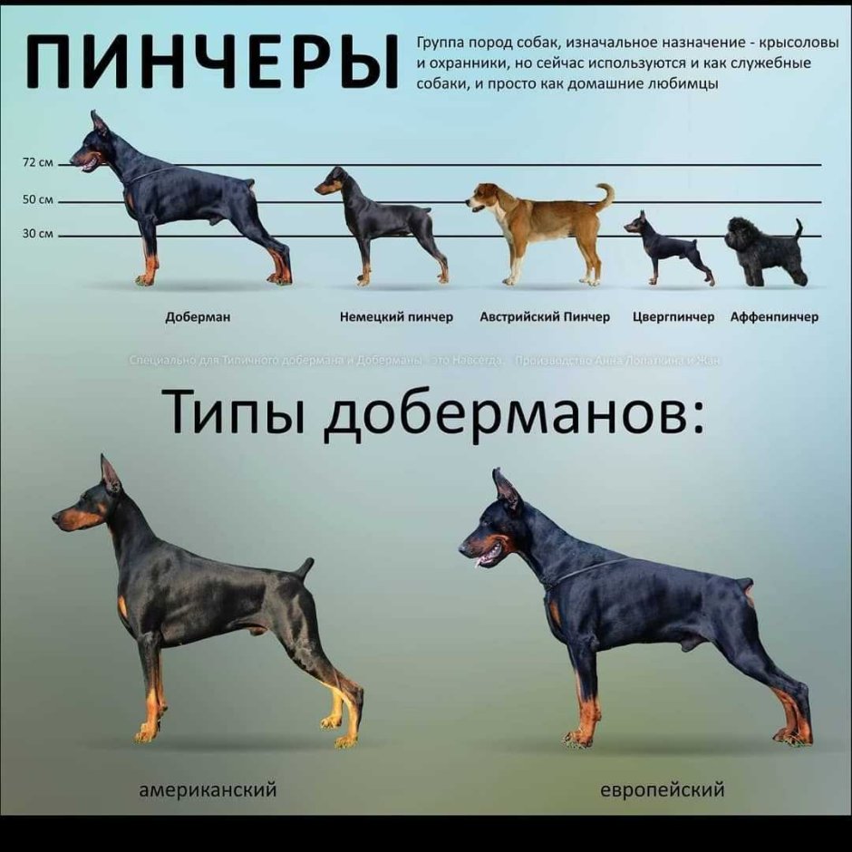 Цвергпинчер немецкий пинчер и Доберман