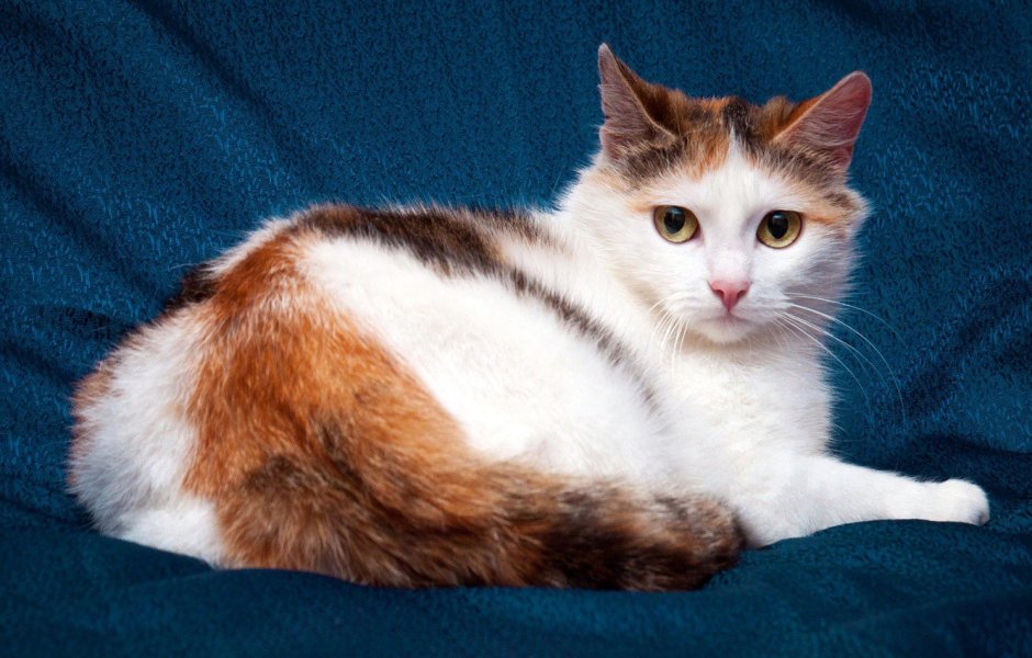 Кошка Мейн кун