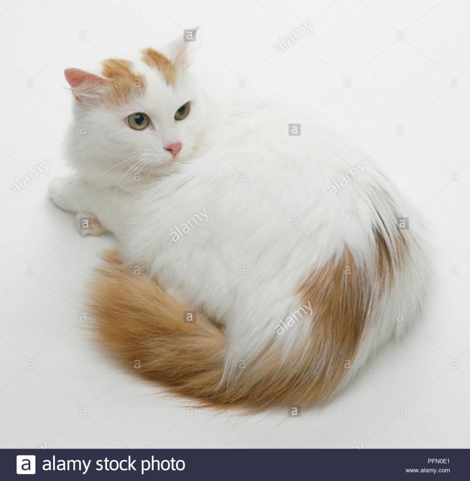 Сибирская кошка трехцветная