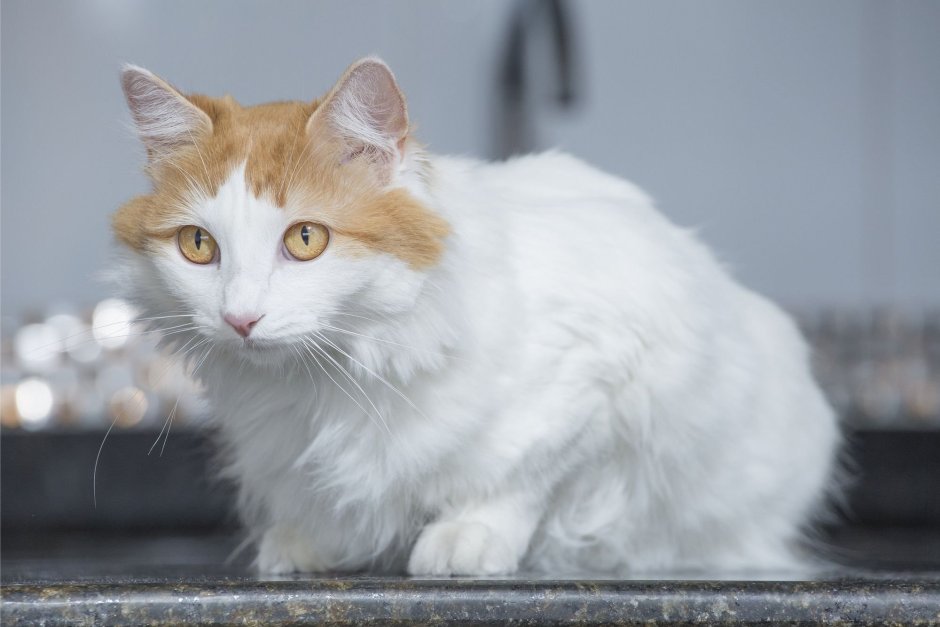 Сибирская кошка трехцветная