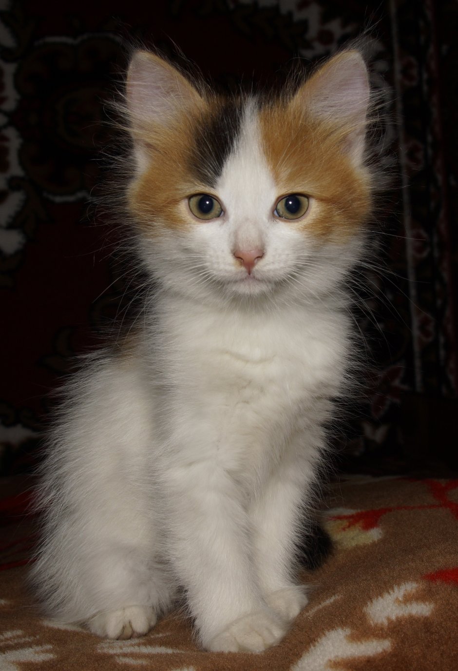 Turkish Calico Cat