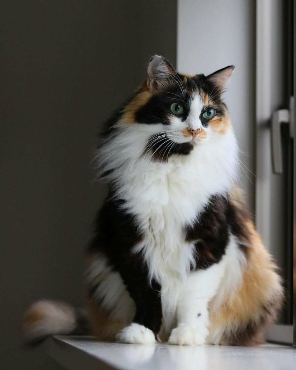 Кошка Берта