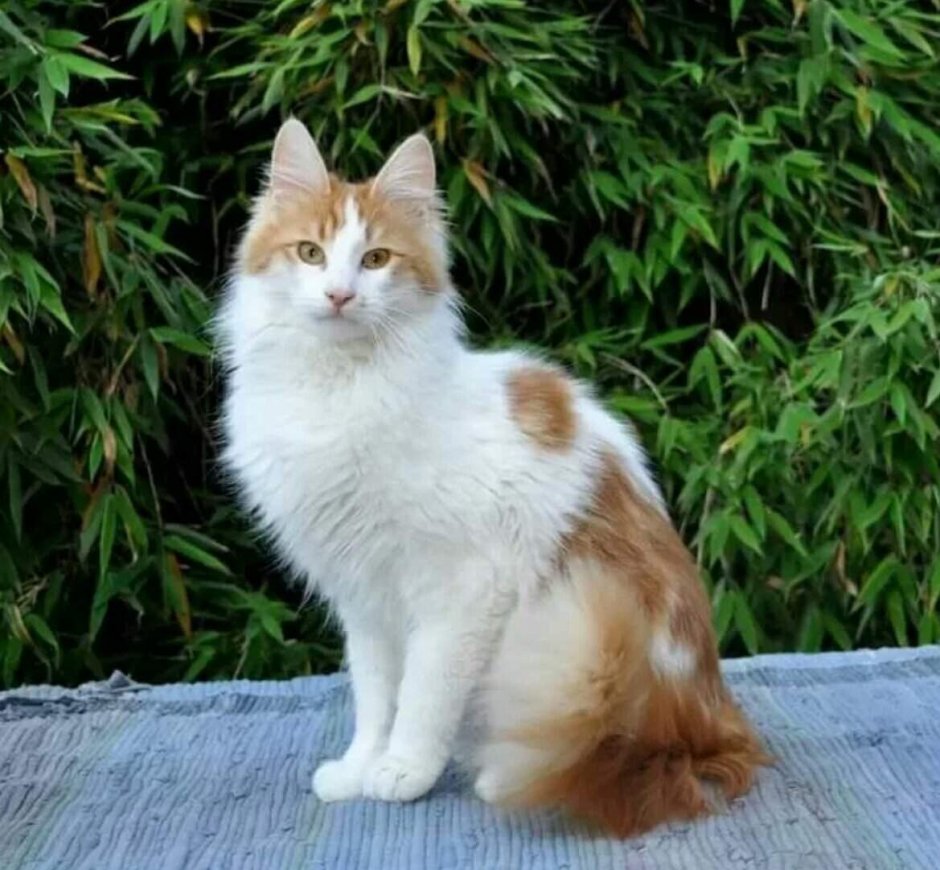 Сибирская кошка богатка