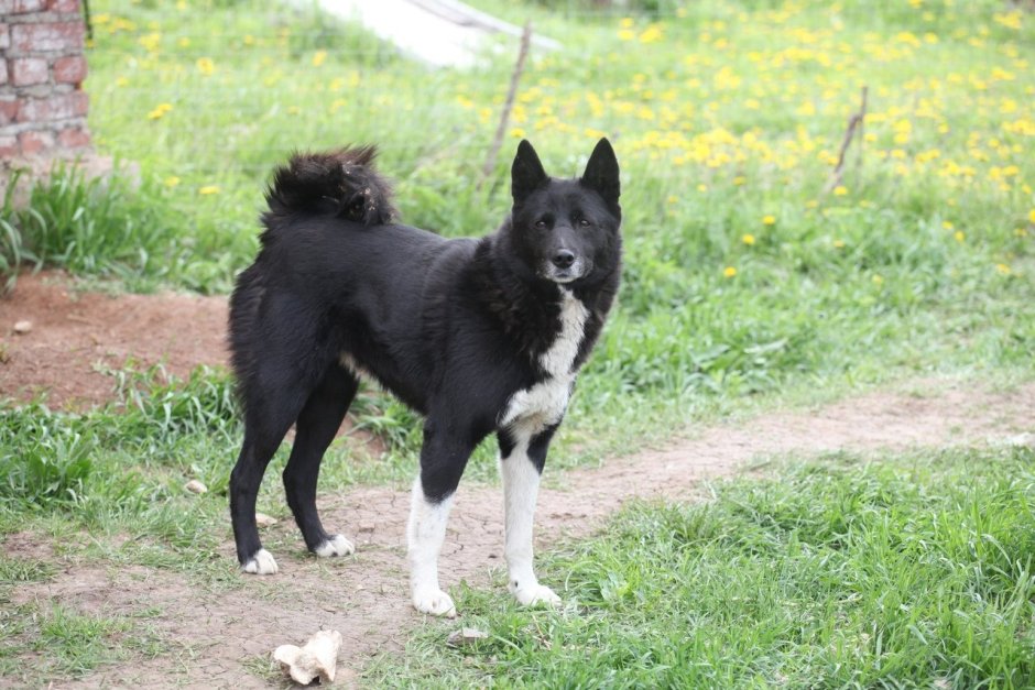 Бордер колли и лайка