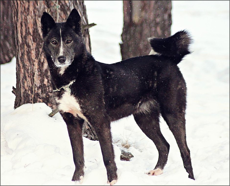 Рел лайка