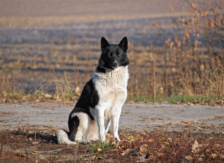 Хаус в лайке