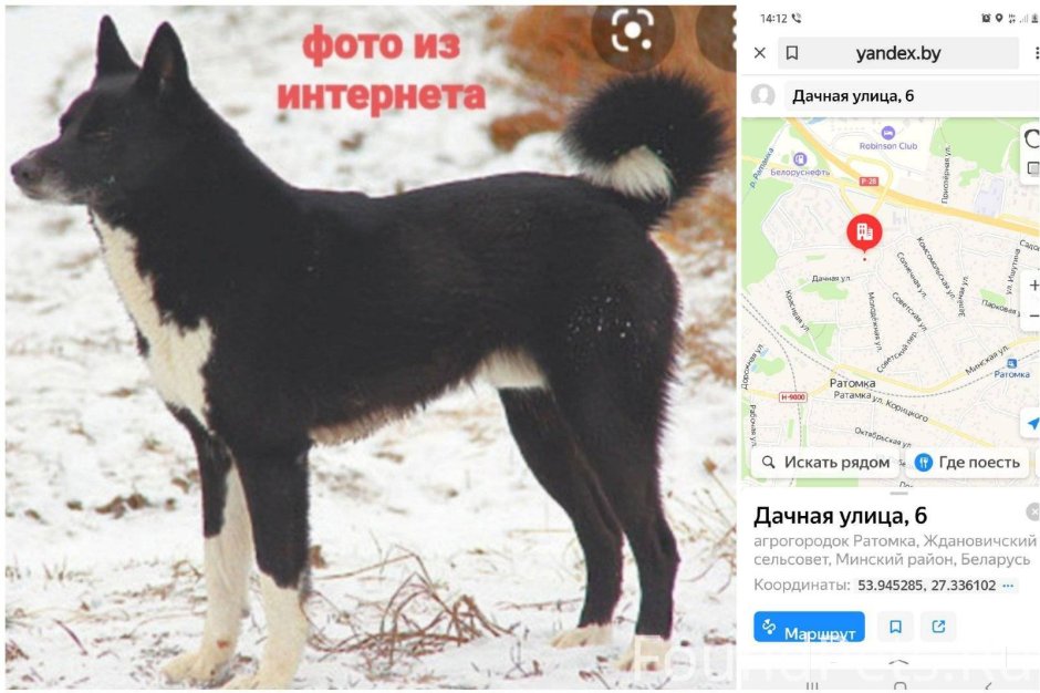 Восточносибирская лайка черная