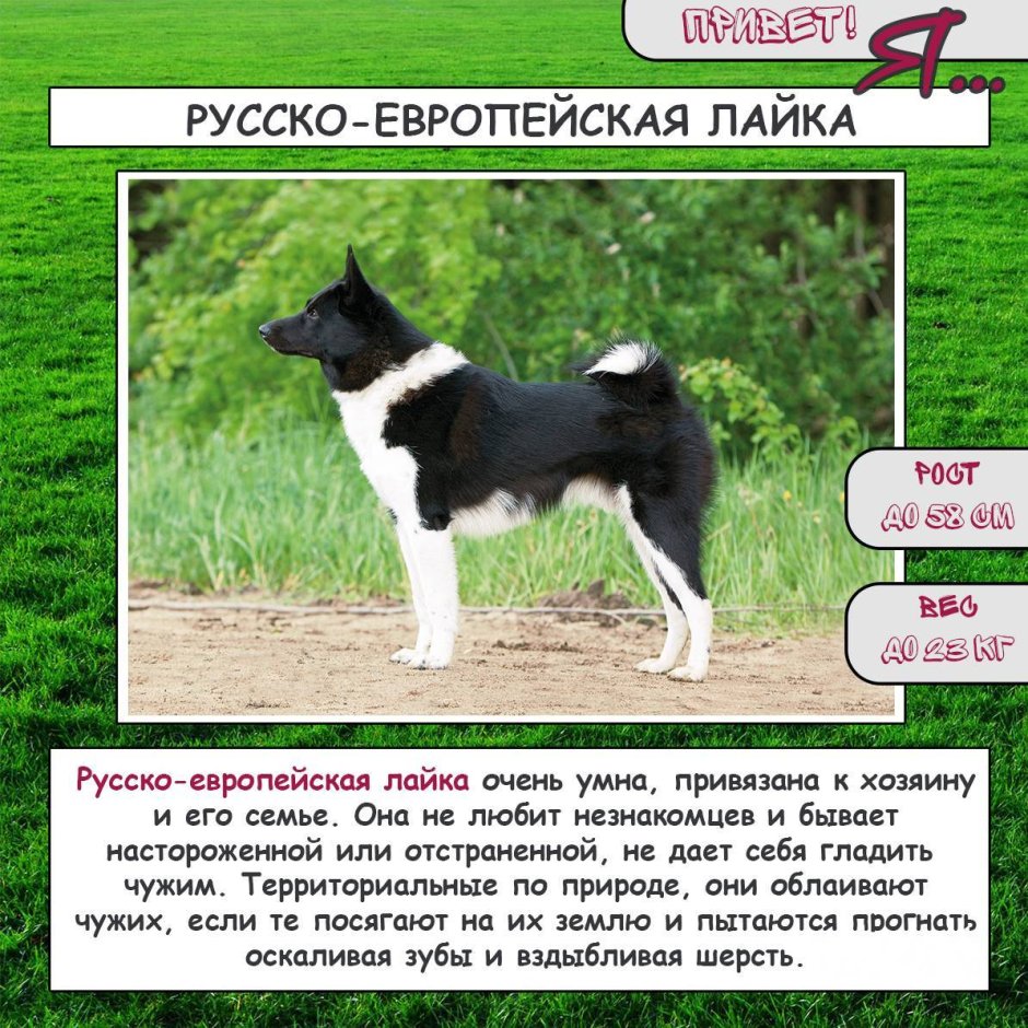Русско-европейская лайка сука