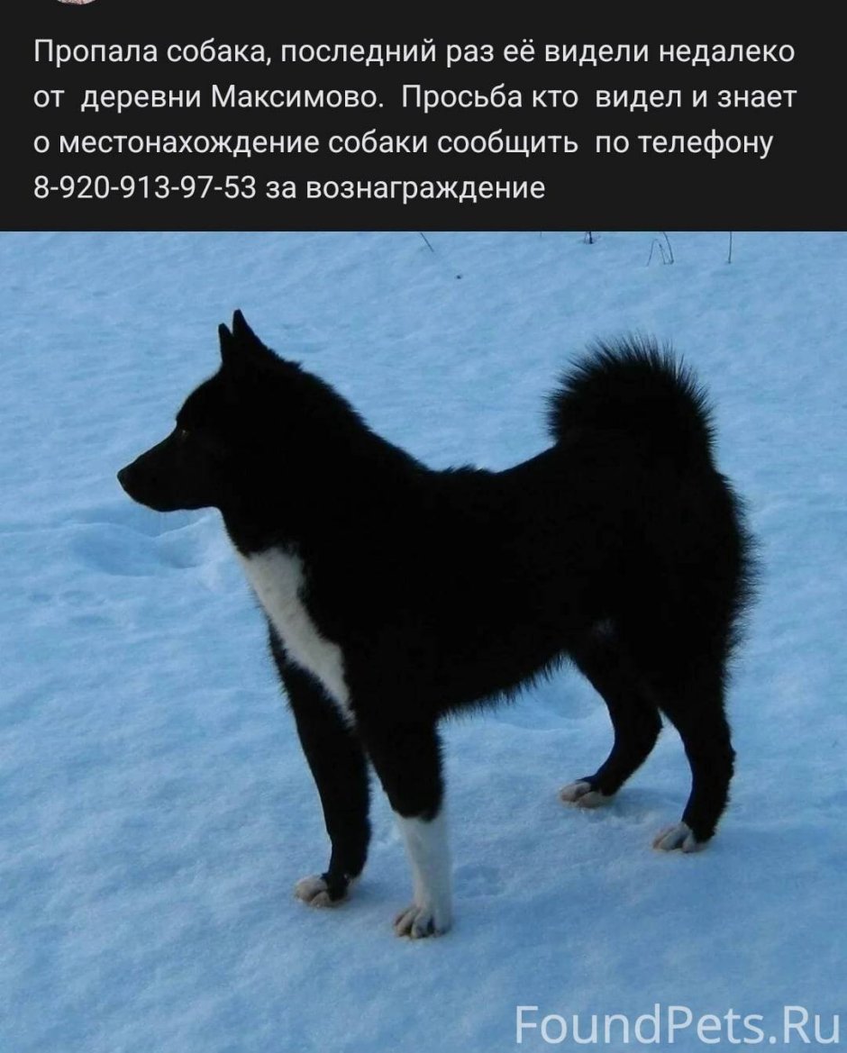Восточно-европейская лайка