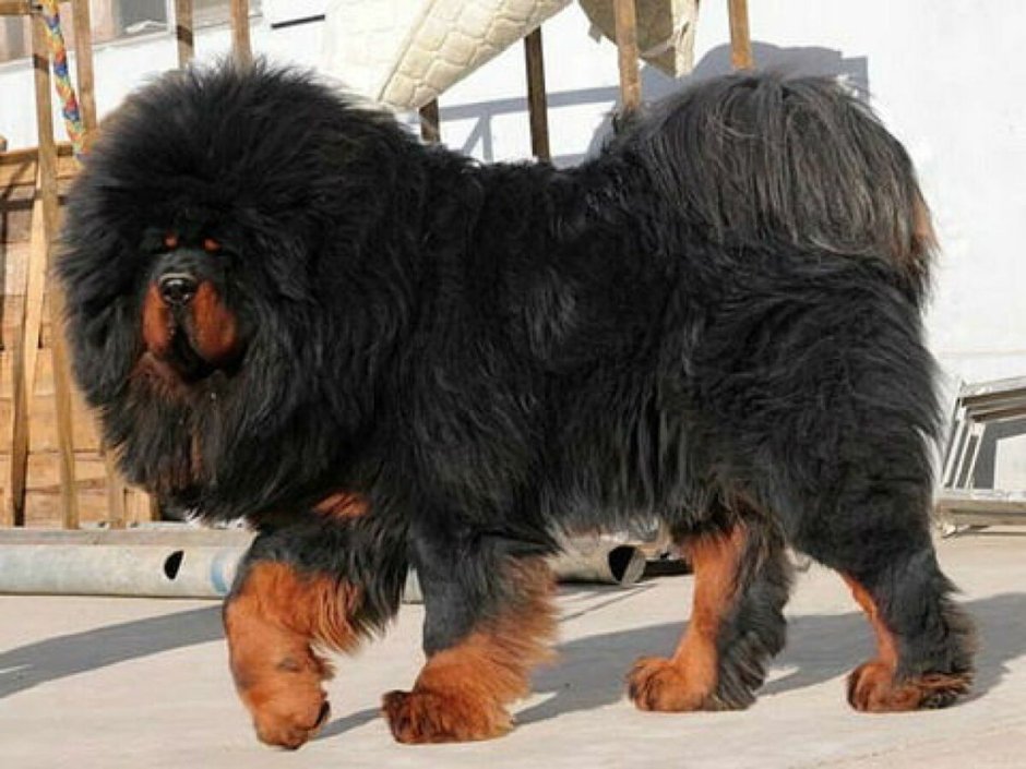 ДОСА ину корейский мастиф