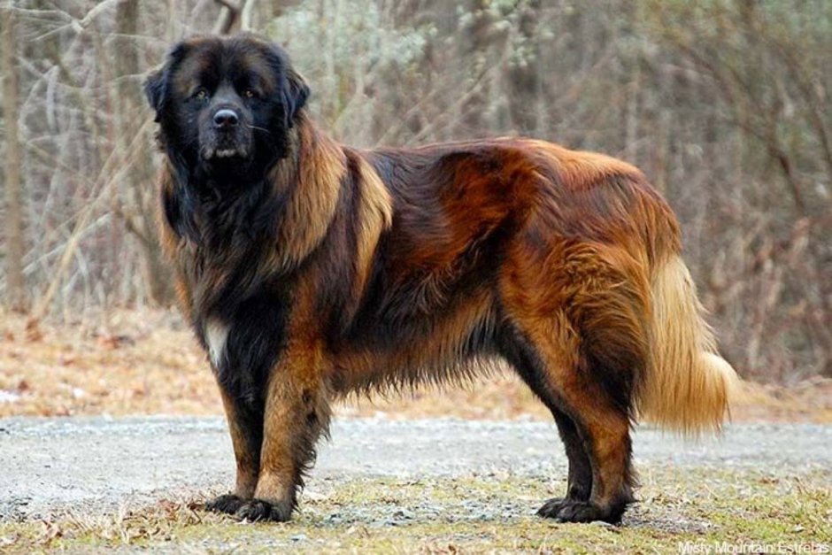 Осетинский мастиф
