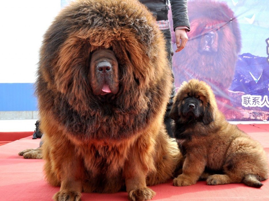 Стафф мастиф