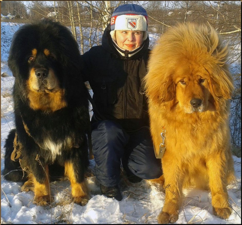 Мастиф Тоса ину
