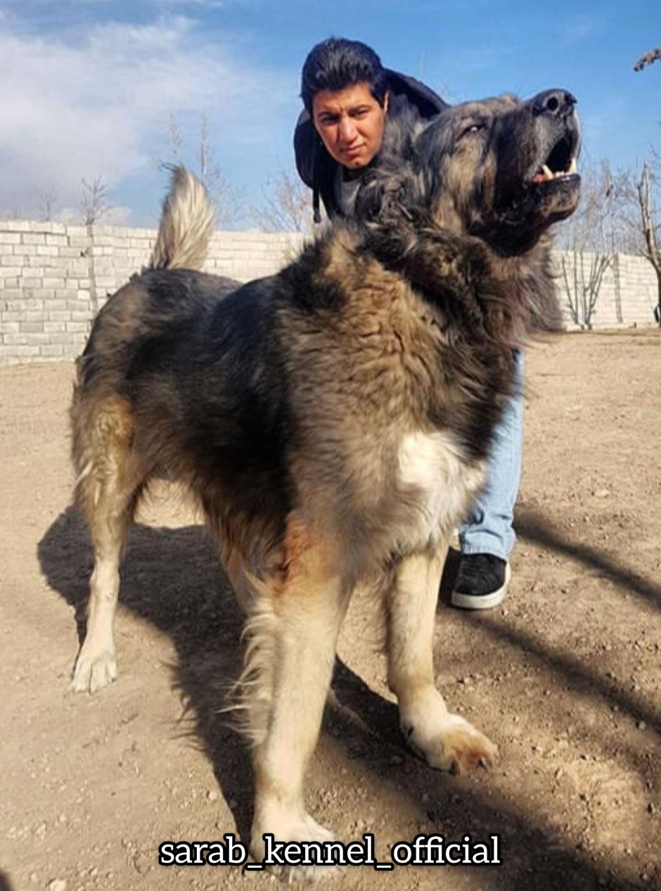 Американский мастиф