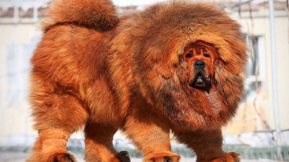 Сенбернар и мастиф