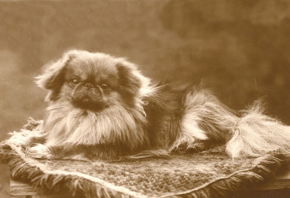 Пекинес Королевский рыжий