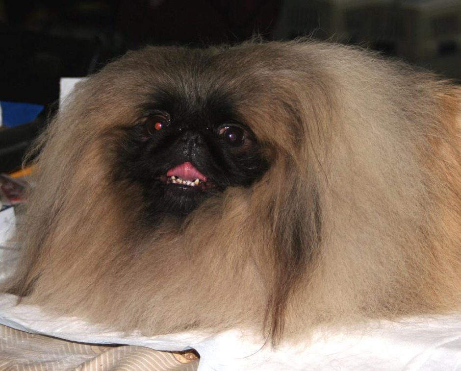 Пекинес Король